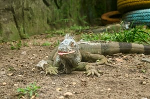 A green iguana on dirt at the zoo
