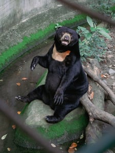 Sun bear