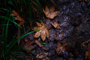 Sugar maple Wallpaper