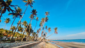 Hàng cây dừa