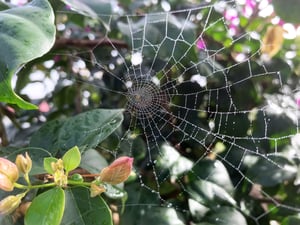 A spider web