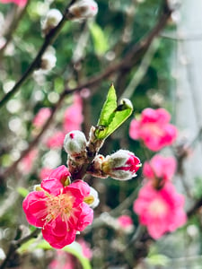 Vietnamese Cherry Blossom