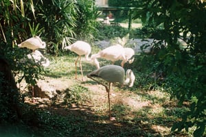 The flamingos