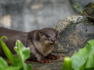 Smooth-coated otter