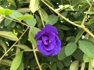 Hoa đậu biếc