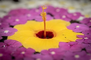 Hibiscus Flower