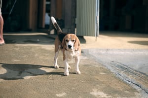 A cute little puppy in Vietnam