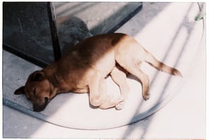 Sleeping dog