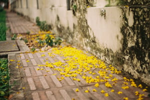 Những cánh hoa vàng bên vỉa hè