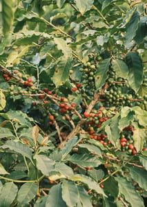 Hạt cà phê trên cây
