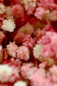 Hoa baby nhuộm trắng hồng
