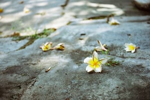 Những bông hoa sứ rụng trên đá
