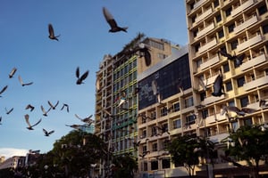 Cánh chim tung bay giữa lòng thành phố