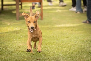 Cute Chiweenie Dog Puppy