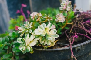 Succulent