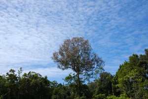 Sóng mây trên trời xanh