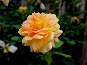 Molineux Rose