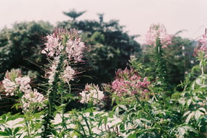 Những cành hoa túy điệp