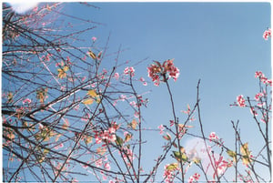 Spring theme wallpaper