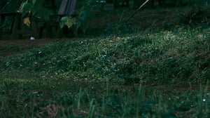 Green Grass