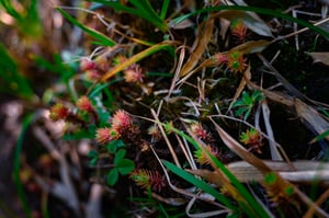 Sundews (Genus of plants)