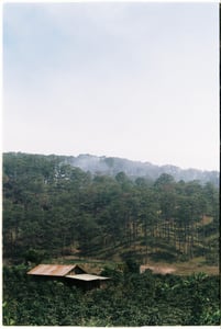 Rừng thông Đà Lạt