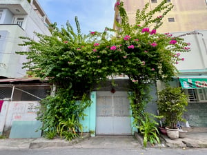 Cây bông giấy trước nhà
