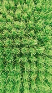 Rice Field Pattern