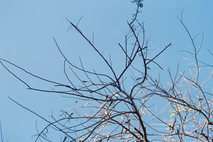 Blue sky and tree branches wallpapper