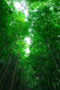 Rừng nguyên sinh