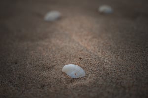 Sea Shell Wallpaper