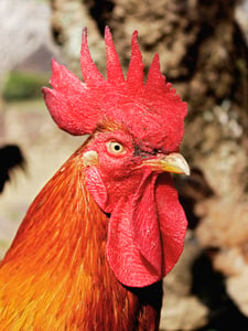 Rooster