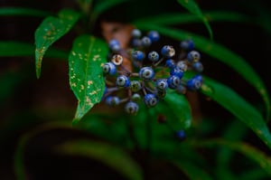 Hedera helix, the common ivy