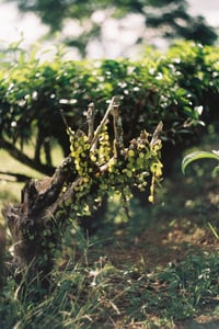 Small green parasitic climbing plants growing on an old tree trunk