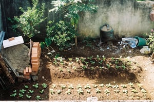 Một vườn rau nhỏ