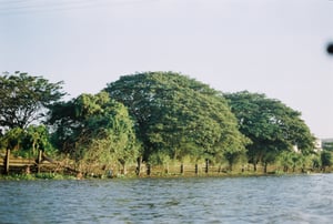 Hàng cây xanh soi bóng bên dòng sông bình yên