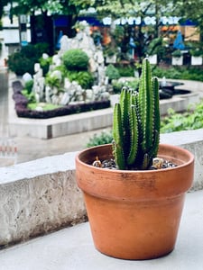 Một chậu xương rồng xinh xắn