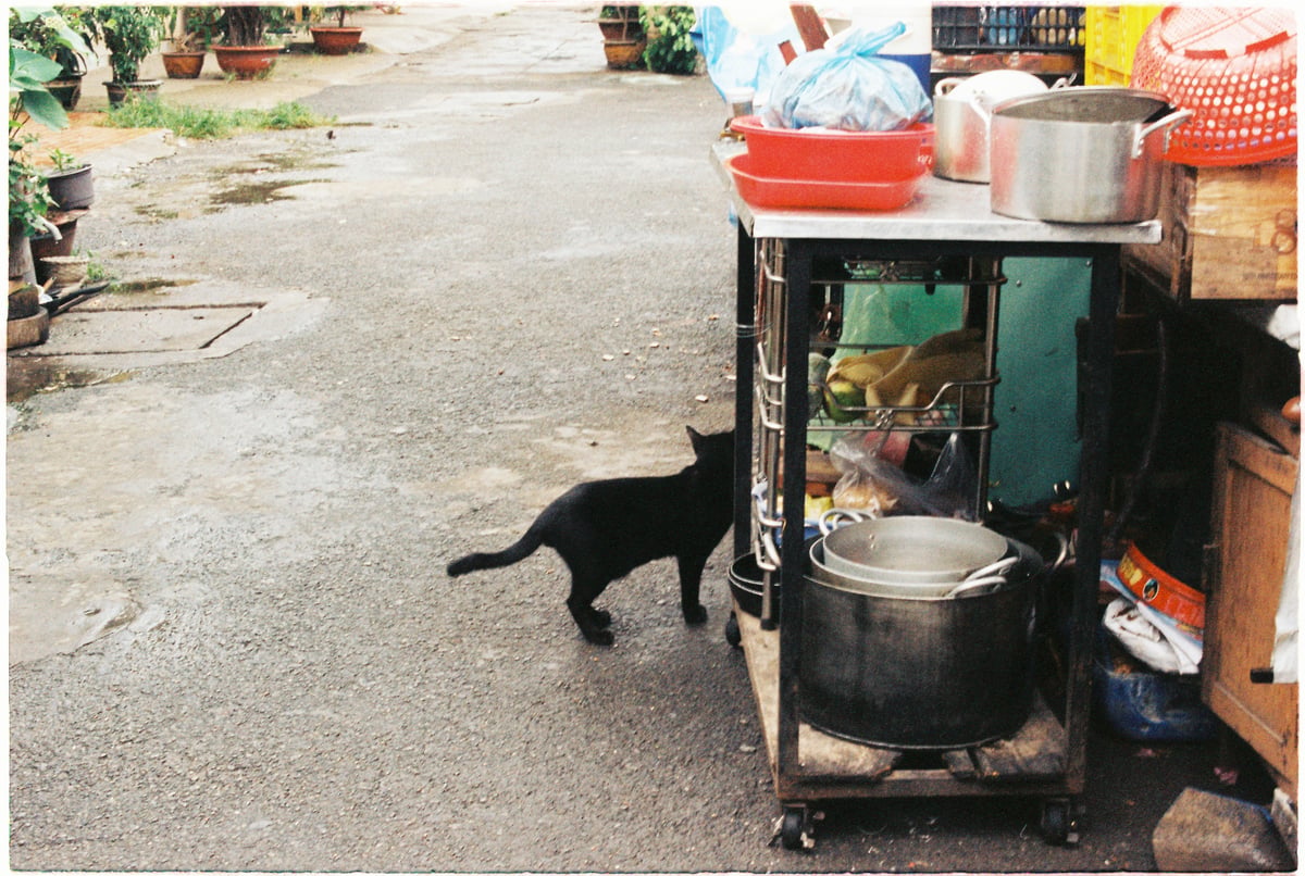 Một chú mèo đen