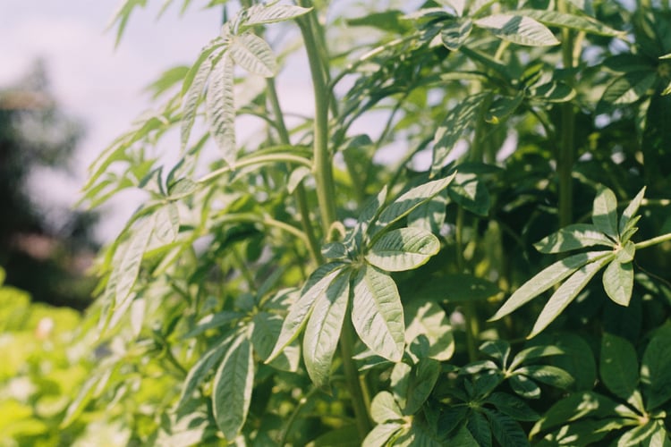 Nature Leaves Wallpaper