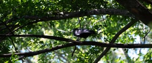 Black crow in nature
