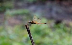 Dragonfly