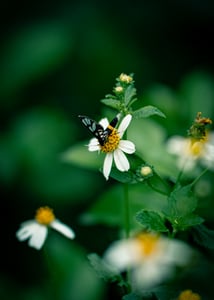 A butterfly on a flower