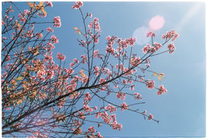 Spring blossom under blue sky wallpapper