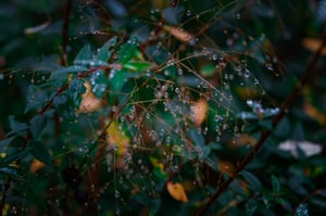 Giọt sương trên lá cỏ