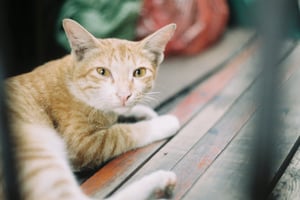 The Ginger cat