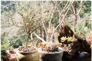 Những chậu cây bonsai bên thềm nhà