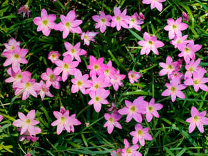 Zephyranthes Rosea