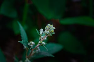 Giọt sương trên lá cỏ