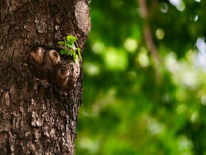 Tầm gửi trên thân cây
