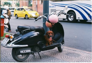 Scooter Dog
